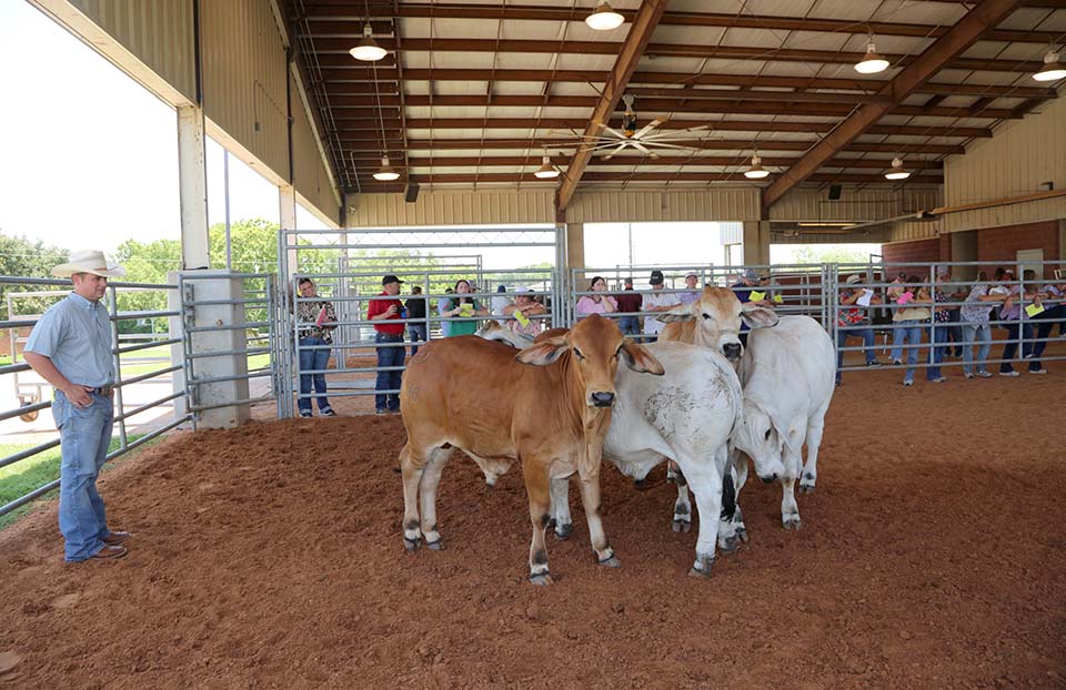Agricultural Sciences Program gives teams a look at Brahmans before the State Roundup